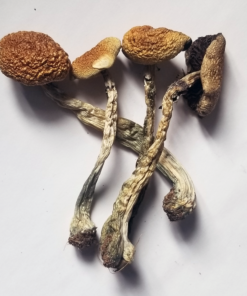 Psilocybe cubensis B+