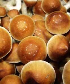 Magic Mushrooms