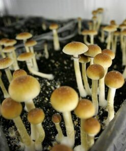 Mexican Cubensis Mushrooms