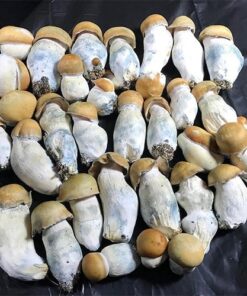 Albino Penis Envy Mushrooms